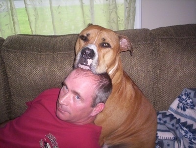 The left side of a tan with white American Bulldog that has its head on a person's head.