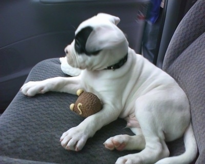 The left side of a white with black spots American Bulldog puppy is sitting in the passenger side of a car with a dog toy