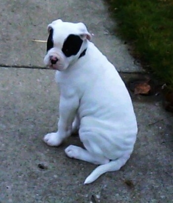The back left side of a white with black mask around each eye American Bulldog puppy sitting on a sidewalk