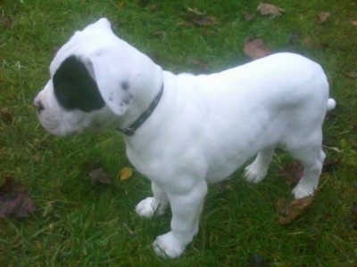 The left side of a white with black spots American Bulldog puppy is standing in grass and it is looking to the left.