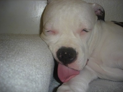 Close up - The left side of a white with black American Bulldog puppy that is sleeping on stairs wit its tongue out.