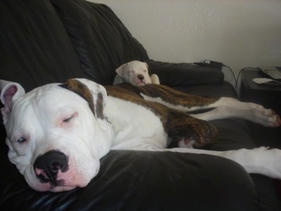 The left side of an American Bulldog and an American Bulldog puppy are sleeping against the back of a couch.