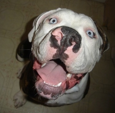 Close up - Topdown view of a brindle with white American Bulldog with its mouth open and it is looking up.