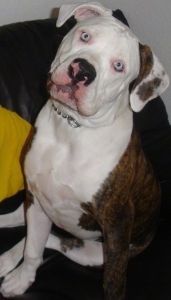 The front left side of a brindle with white American Bulldog that is wearing a chain collar, it is sitting on a couch, its head is slightly tilted to the right and it is looking forward.