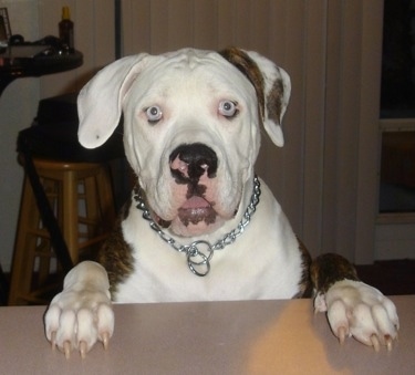 A brindle with white American Bulldog is standing up against the side of a table.