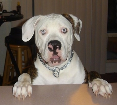 American Bulldog Dog Breed Pictures, 6