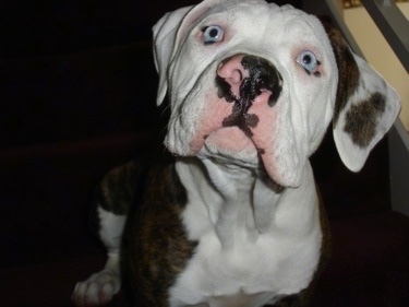 American Bulldog Dog Breed Pictures 6