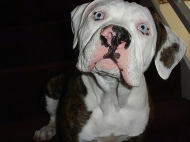 Close up - Topdown view of a brindle with white American Bulldog puppy that is sitting on stairs and it is looking forward.