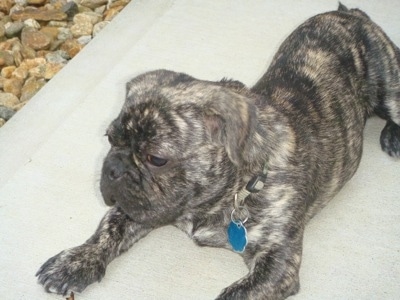 Topdown view of a brindle American Bullnese puppy that is laying on a concrete pathway next to a bunch of stones