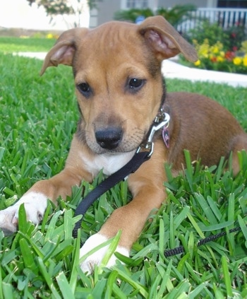 american bulldog cross puppies