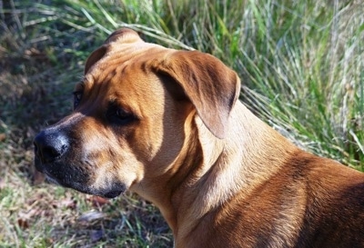 Close up - The back left side of a red with white American Bullweiler puppy that is looking to the left.