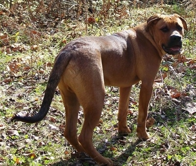The back right side of a red with white American Bullweiler that is standing on a grass trail and it is looking forward.