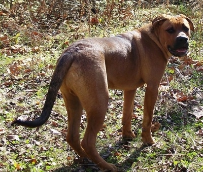 american bullweiler puppies for sale