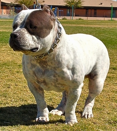 bully white dog