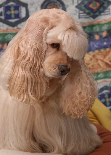 Close up - The front right side of a tan American Cocker Spaniel that is sitting on a dog bed with fancy grooming
