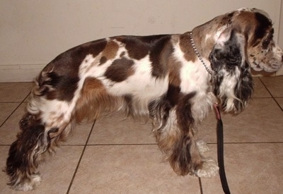 The right side of a parti merle colored  American Cocker Spaniel standing in a kitchen and it is looking to the right.