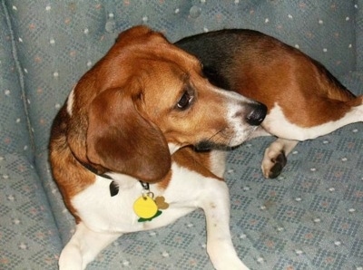 The front right side of a brown and black with white American Foxhound is laying on a couch and it is looking to the right.
