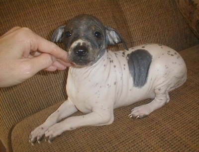 American Hairless Terrier dog puppy