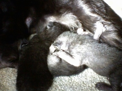 A litter of Polydactyl Kittens nursing