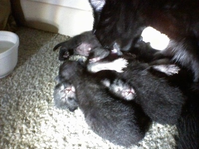 A litter of Polydactyl kittens laying together and the Mother cat is licking them