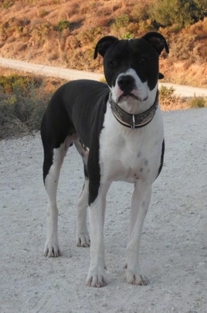 The front right side of a black with white American Staffordshire Terrier that is standing on a gravel road and it is looking forward.