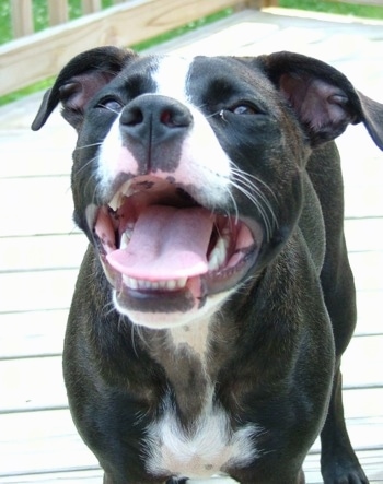 Close Up - A black with white American Staffordshire Terrier is standing on a wooden porch with its mouth wide open.