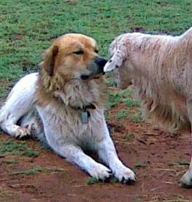 The front right side of a brown and white Anatolian Pyrenees that is laying in dirt with a sheep in front of it.