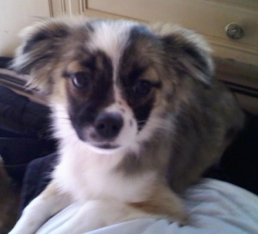 Close up - A gray with white and tan Auss-Tzu puppy is laying on a bed and it is looking to the right.