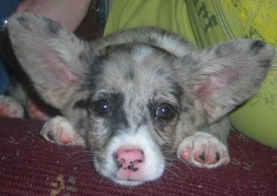Close up - A blue merle Aussie-Corgi with very large ears laying down on a couch and there is a person behind her.