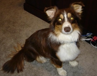 Topdown view of the front right side of a chocolate with white and tan Aussie-Corgi that is sitting on a carpet, next to couch and it is looking up.