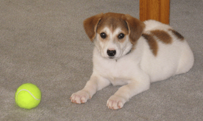 The front left side of a white with brown Australian Retriever puppy that is laying across a carpet, next to a tennis ball and it is looking forward.
