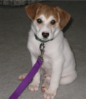 A white with brown Australian Retriever Puppy that is sitting on a carpet and it is looking forward.