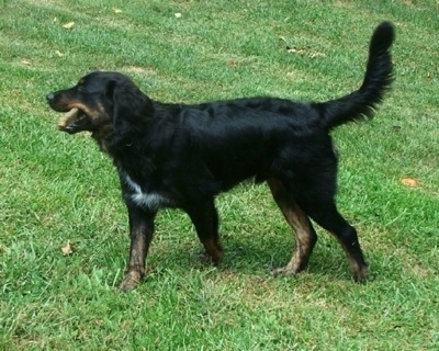 The left side of a black with tan and white Australian Retriever that is walking across a yard with its tail up and its mouth open.