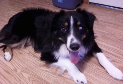 The right side of a tri-color Australian Shepherd that is laying across a hardwood floor with its mouth open and its tongue out.