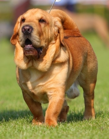 The front left side of a brown with white Ba-Shar that is being walked across a lawn