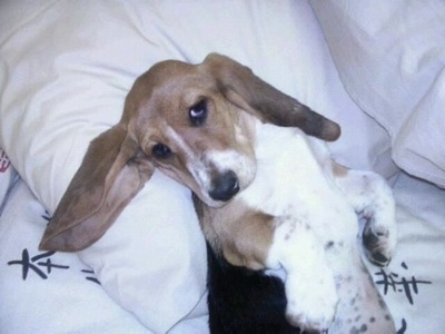 Close Up - Bambi the Basset Norman puppy laying on a bed