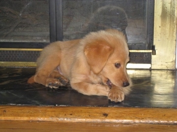 The front right side of a brown Basset Retriever Puppy that is laying across of a fireplace, it is biting its own paw