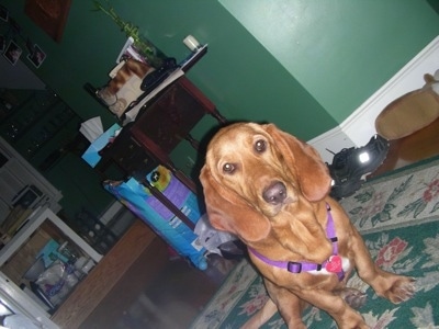 A brown Basset Retriever is sitting on a throw rug and it is looking forward.