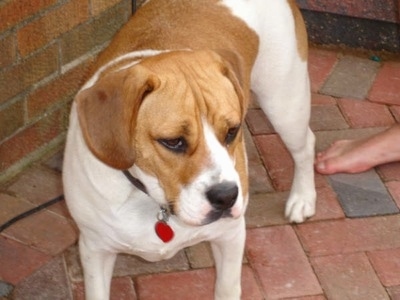 A white with brown Beabull puppy is standing across a brick porch and it is looking to the right.