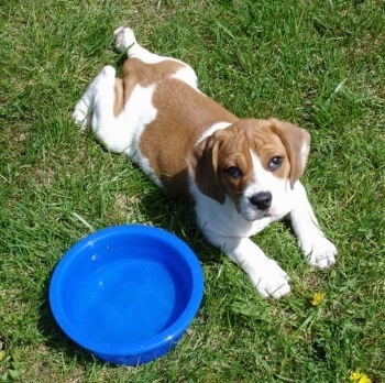 Topdown view of the front right side of a white and brown Beabull puppy that is laying across grass and next to a blue water bowl