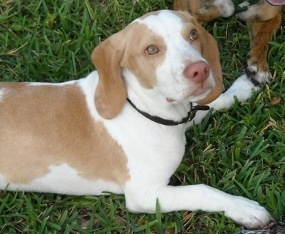 Close Up - Leo the Beagle laying outside in the grass with another dog stepping on his paw