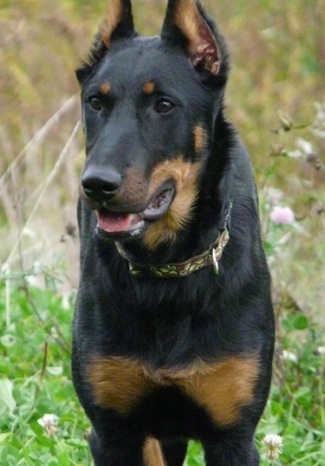 are beauceron the most intelligent dogs