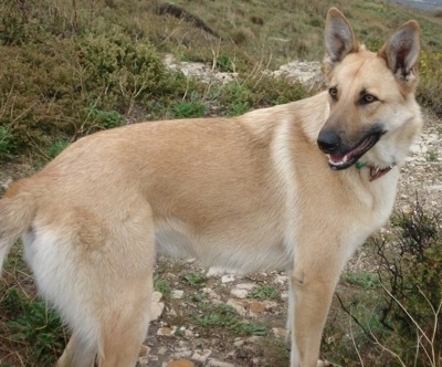 Adonis the Malinois Shepherd standing on a rocky hill looking back