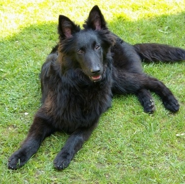 Indy the Belgium Shepherd laying outside with its mouth open