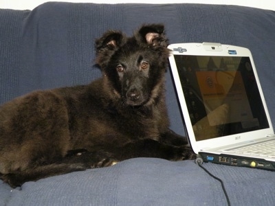Indy the Belgium Shepherd as a puppy laying next to a laptop computer on a couch