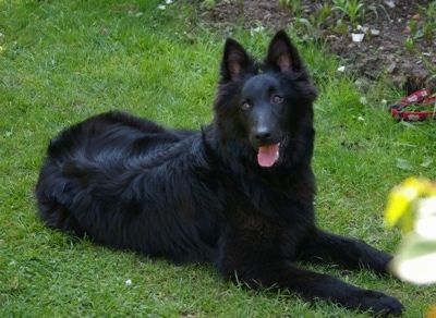 Indy the Belgium Shepherd laying outside with his head turned to the left with his mouth open