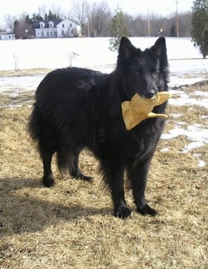 A large black, longhaired Belgium Shepherd standing outside with snow behind him and a work glove in his mouth