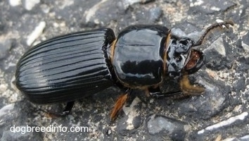 Full view of a Bessbug on a stone surface