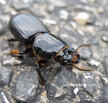 Bessbug on a stone surface