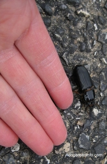 Bessbug next to a hand with a Bessbug for a size comparison